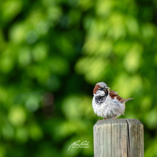 DSC00293U105-25476087-hp21P-Spatz-Haussperling-Altvogel