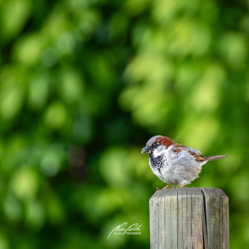 DSC00302U105-25476207-hp21P-Spatz-Haussperling-Altvogel