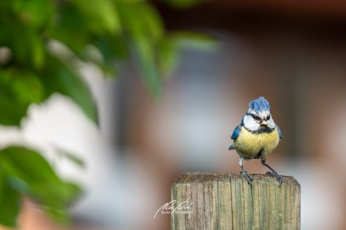 DSC00425U105-25463254-hp21P-Blaumeise