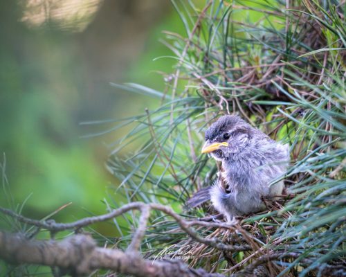 DSC00619U10525476147-hp21P-Spatz-Haussperling-Jungvogel-Aestling